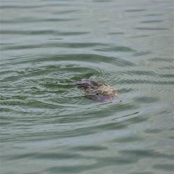 Can you guess what this was swimming by the boat?